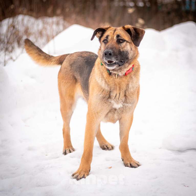 Собаки в Москве: Преданная Альба ищет дом!  Девочка, Бесплатно - фото 3