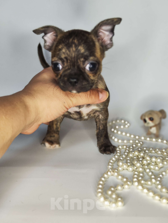 Собаки в Москве: Мальчики чихуахуа бейби фейс  Мальчик, 25 000 руб. - фото 8