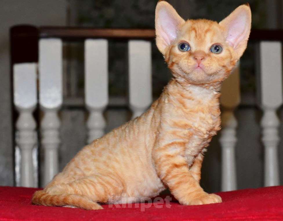 Кошки в Москве: Красный мальчик в шикарной шубе Мальчик, 70 000 руб. - фото 2