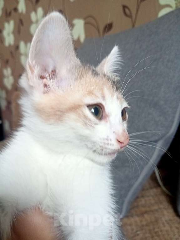 Кошки в Тольятти: Потеряшки  Девочка, 1 руб. - фото 3