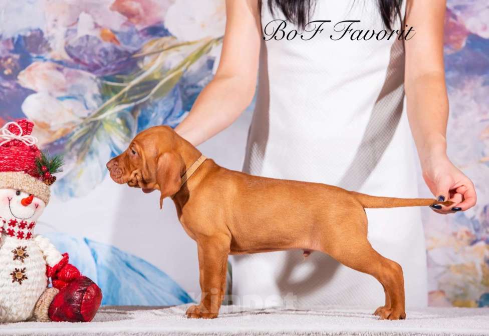 Собаки в Ярославле: Beauty of Fire Favorit Мальчик, 90 000 руб. - фото 8