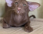 Кошки в Тюмени: Ориентальные котята Девочка, Бесплатно - фото 1