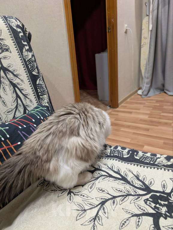 Кошки в Екатеринбурге: Кот Ragdoll Мальчик, 355 000 руб. - фото 3