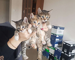 Кошки в Сафоново: Отдам котят в добрые руки Девочка, Бесплатно - фото 7
