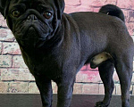Собаки в Энгельс: Мопс вязка, 4 000 руб. - фото 9