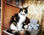 Кошки в Моздоке: Котята Мейн кун, 30 000 руб. - фото 2