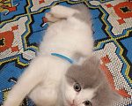 Кошки в Подольске: Котенок Мальчик, 1 500 руб. - фото 4