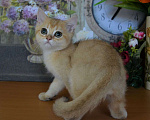 Кошки в Москве: Золотой котик британской породы Мальчик, 35 000 руб. - фото 1