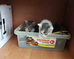Кошки в Кемерово: Котята Разнополые, Бесплатно - фото 7