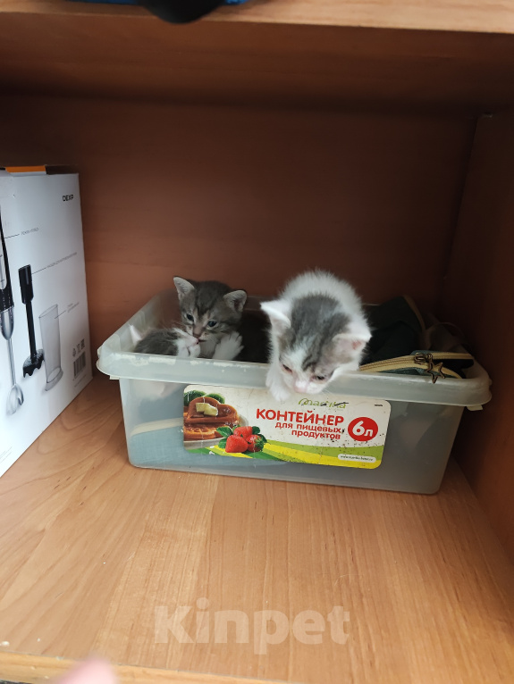 Кошки в Кемерово: Котята Разнополые, Бесплатно - фото 7