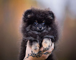 Собаки в Гатчине: Померанский шпиц медвежьего типа Девочка, 35 000 руб. - фото 5