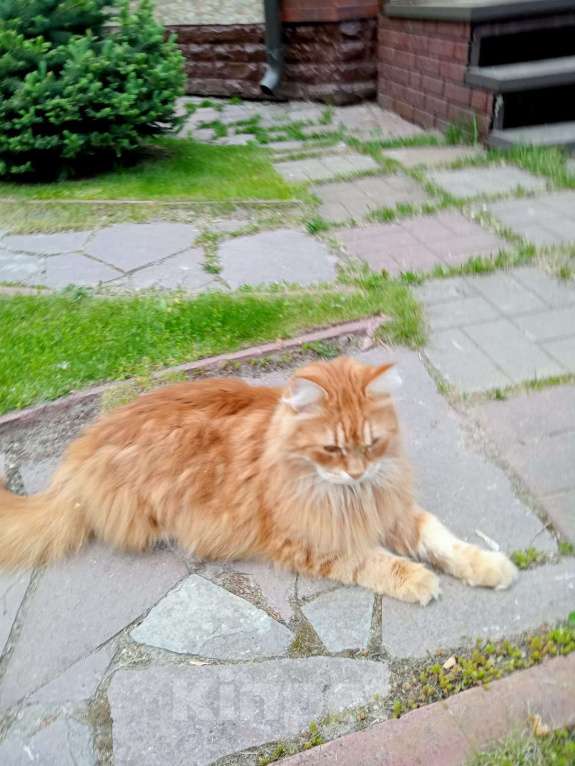 Кошки в Балашихе: Потерялся рыжий кот Мальчик, 10 000 руб. - фото 2