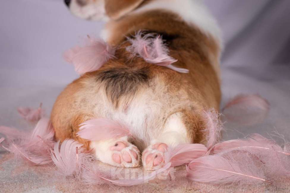 Собаки в Москве: Продам щенка вельш корги пемброк Девочка, 70 000 руб. - фото 7