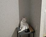 Кошки в Челябинске: Отдам кота Мальчик, Бесплатно - фото 3