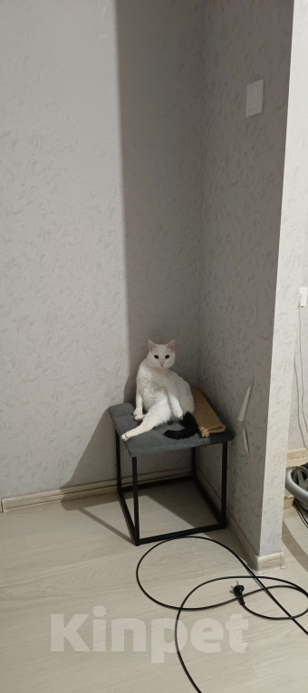 Кошки в Челябинске: Отдам кота Мальчик, Бесплатно - фото 3