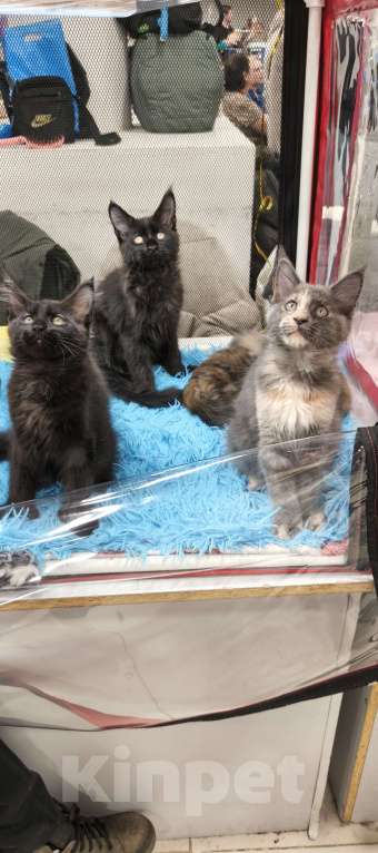 Кошки в других городах Московской области: Кошка Мейн-кун Девочка, 45 000 руб. - фото 4