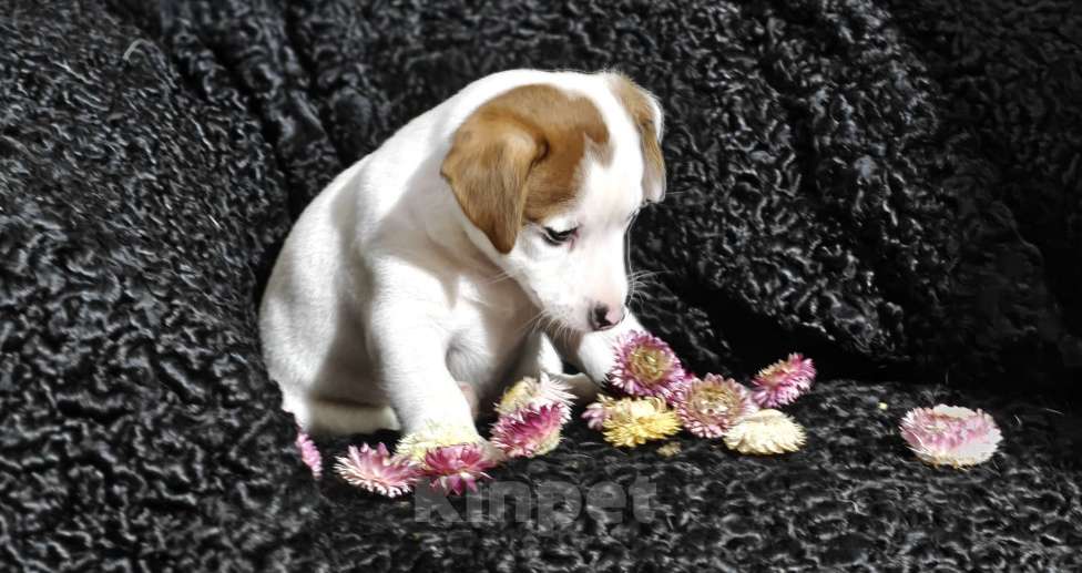 Собаки в других городах Московской области: Boomer — мощный, яркий, активный. Мальчик, 70 000 руб. - фото 3