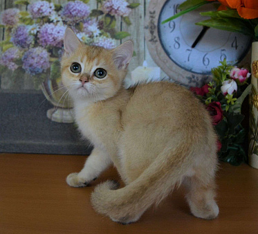 Объявление: Золотой котик британской породы, 35 000 руб., Москва