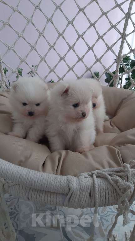 Собаки в Казани: Чистокровные помиранские шпицы Мальчик, 65 000 руб. - фото 6