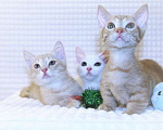 Кошки в Новосибирске: Манчкины стандарт (короткие лапки) Мальчик, 35 000 руб. - фото 3