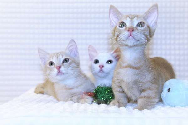 Кошки в Новосибирске: Манчкины стандарт (короткие лапки) Мальчик, 35 000 руб. - фото 3