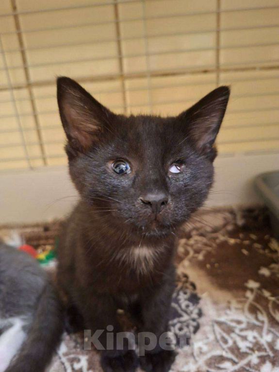 Кошки в Москве: Особенные котята ищут дом Разнополые, Бесплатно - фото 1