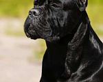 Собаки в Москве: Девочка Кане Корсо чёрного окраса. Девочка, 45 000 руб. - фото 5