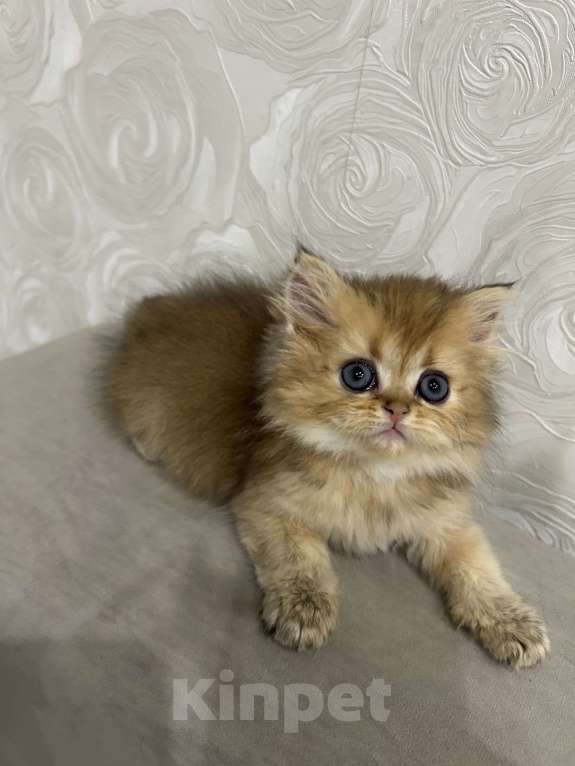 Кошки в Нижнем Новгороде: Хайленд страйт девочка Девочка, 35 000 руб. - фото 2