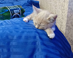 Кошки в Подольске: Отдам котенка в добрые руки Мальчик, Бесплатно - фото 6