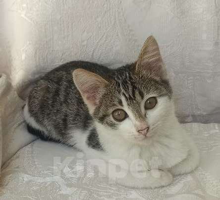 Кошки в Ульяновске: Ласковая девочка 2 мес. Девочка, Бесплатно - фото 6