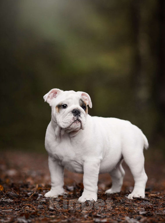 Собаки в Санкт-Петербурге: Английский бульдог щенок  Девочка, Бесплатно - фото 6