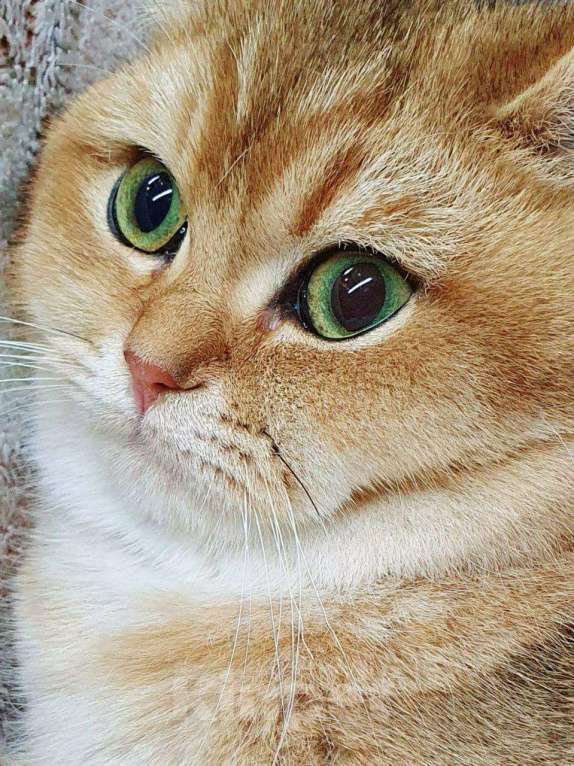 Кошки в Дмитровске: Котенок британская золотая шиншилла, 20 000 руб. - фото 1