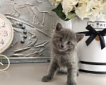 Кошки в Москве: Домашний котенок (девочка), метис породы шотландская прямоухая Девочка, Бесплатно - фото 4