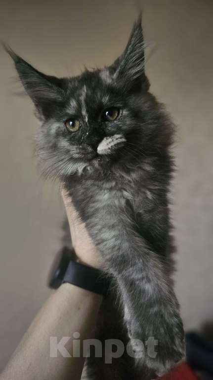 Кошки в Санкт-Петербурге: Котята мэйнкунов Девочка, 40 000 руб. - фото 4