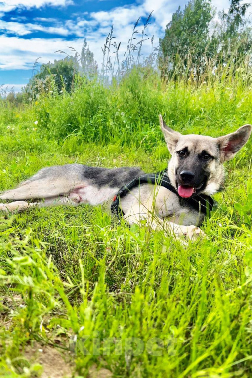 Собаки в Москве: КЛАЙД. Настоящий джентельмен. (не овчарка) Мальчик, 1 руб. - фото 2