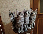 Кошки в Москве: Котята Мейн-Кун Мальчик, 30 000 руб. - фото 7