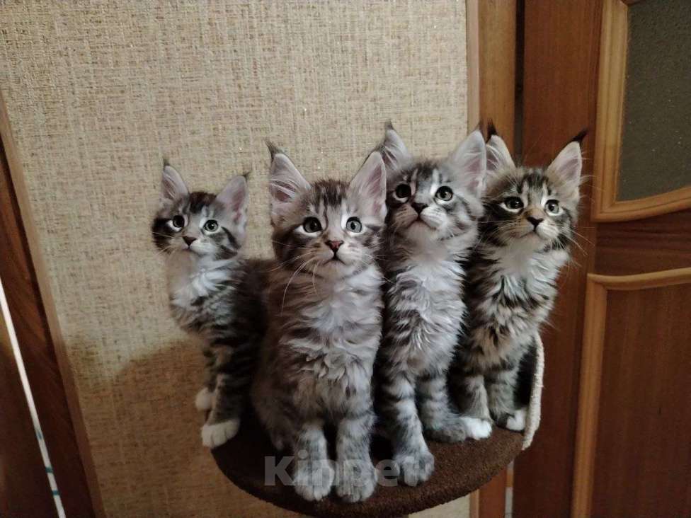 Кошки в Москве: Котята Мейн-Кун Мальчик, 30 000 руб. - фото 7