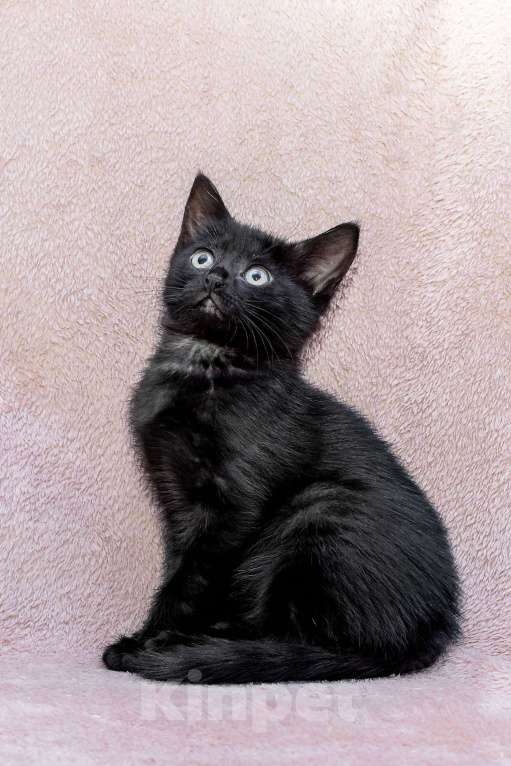 Кошки в Москве: котенок Коржик ищет дом Мальчик, Бесплатно - фото 8