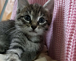 Кошки в Брянске: Кошечка в добрые руки  Девочка, Бесплатно - фото 2