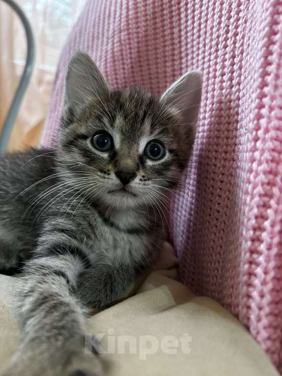 Кошки в Брянске: Кошечка в добрые руки  Девочка, Бесплатно - фото 2