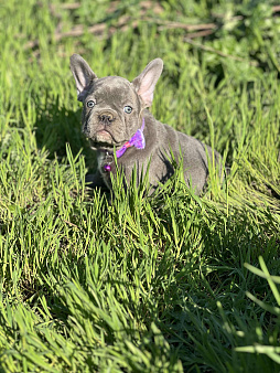 Лиловый красавчик