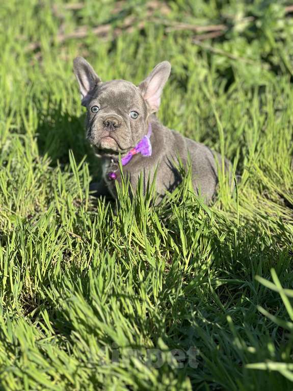 Собаки в Москве: Лиловый красавчик Мальчик, Бесплатно - фото 1