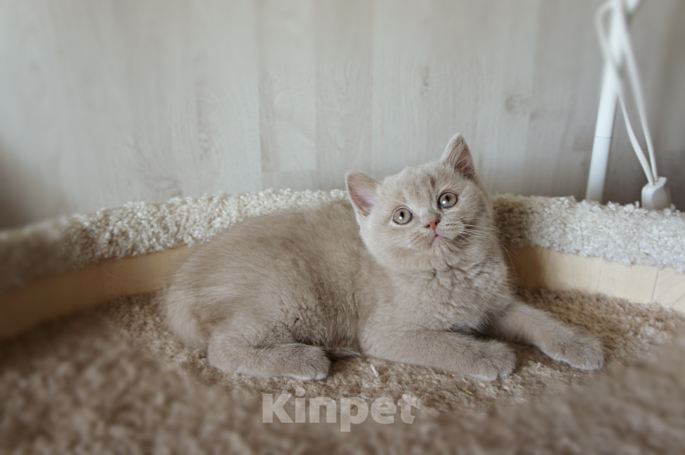 Кошки в Санкт-Петербурге: Британка лилового окраса. Девочка, 45 000 руб. - фото 2