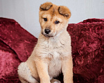 Собаки в Химках: Миниатюрный щенок из приюта ищет дом Девочка, Бесплатно - фото 2