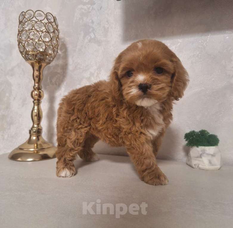 Собаки в Краснодаре: Кокапу щенок девочка Девочка, 50 000 руб. - фото 6