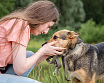 Собаки в Солнечногорске: Умненькая девочка в добрые руки Девочка, Бесплатно - фото 5