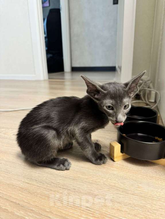 Кошки в Санкт-Петербурге: Ориентальный мальчик Мальчик, 26 000 руб. - фото 3