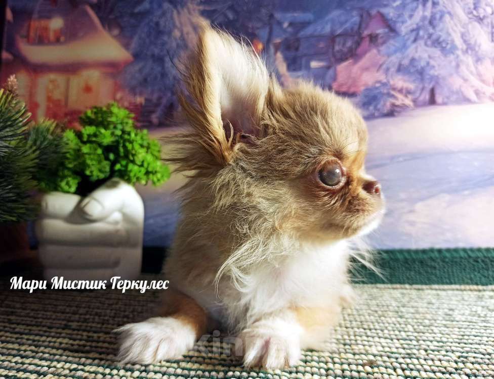 Собаки в Санкт-Петербурге: Микро чихуахуа Геркулес Мальчик, 250 000 руб. - фото 3