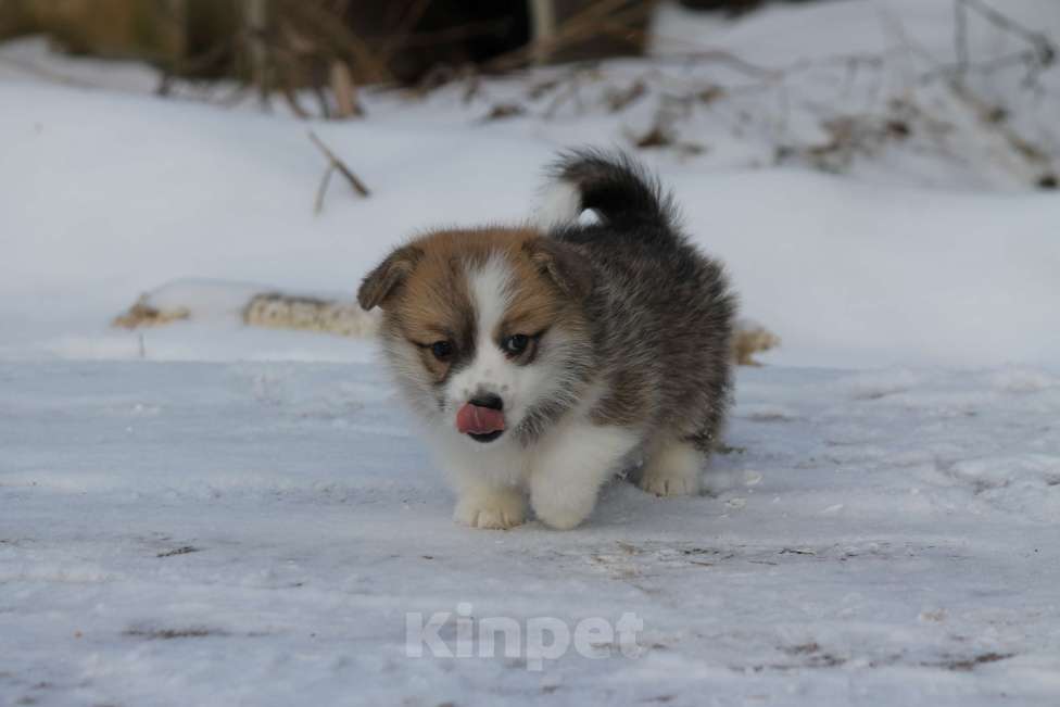 Собаки в Одинцово: Вельш Корги Пемброк Девочка, 60 000 руб. - фото 4
