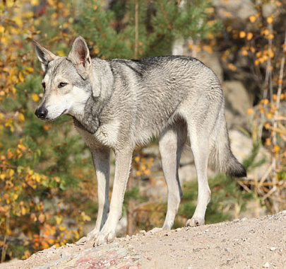 Волчья собака Сарлоса